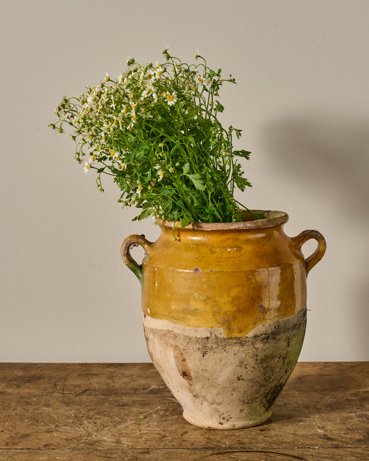 Rare Yellow Confit Pot- IV