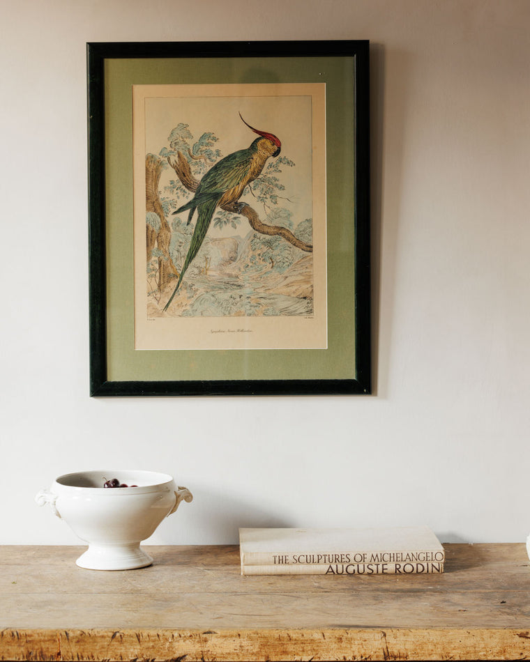 Bird Framed Print - V
