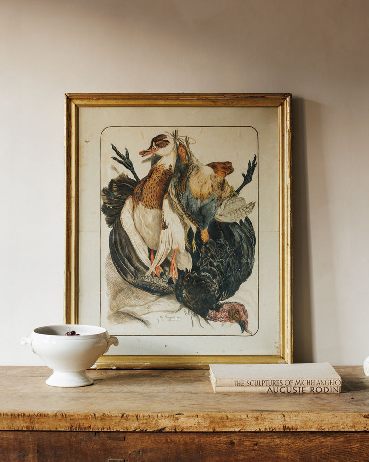 Bird Framed Print - VI