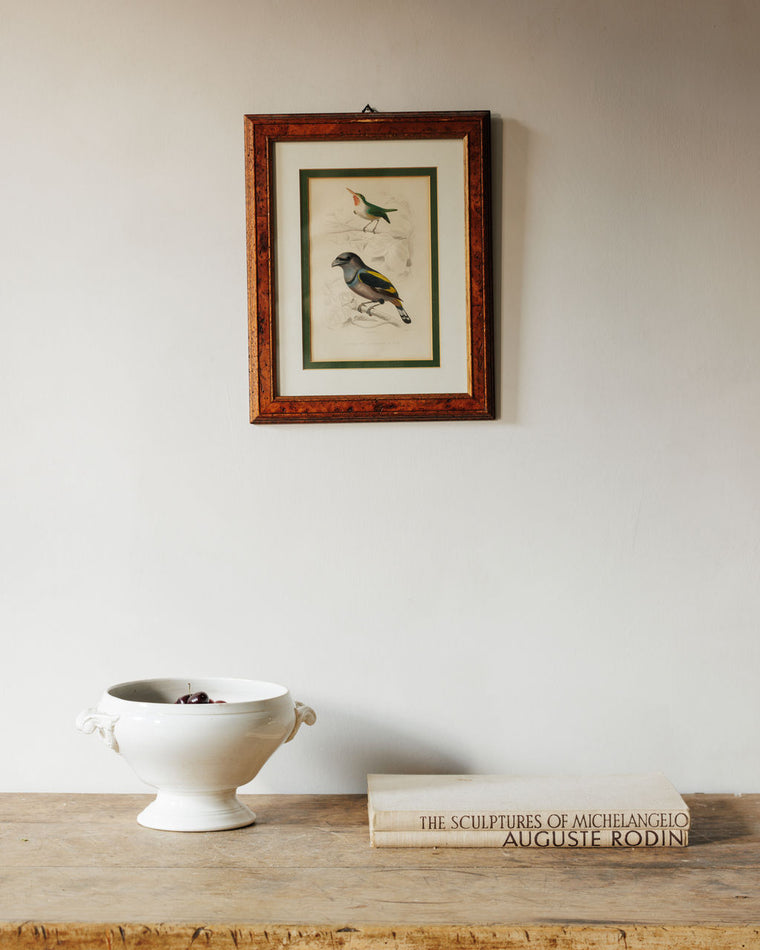 Bird Framed Print - II